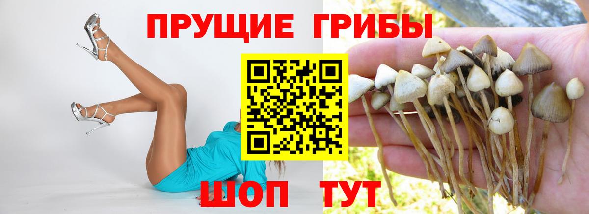 Галлюциногенные грибы Psilocybe  Вход с VPN  наркотики  Новотроицк 